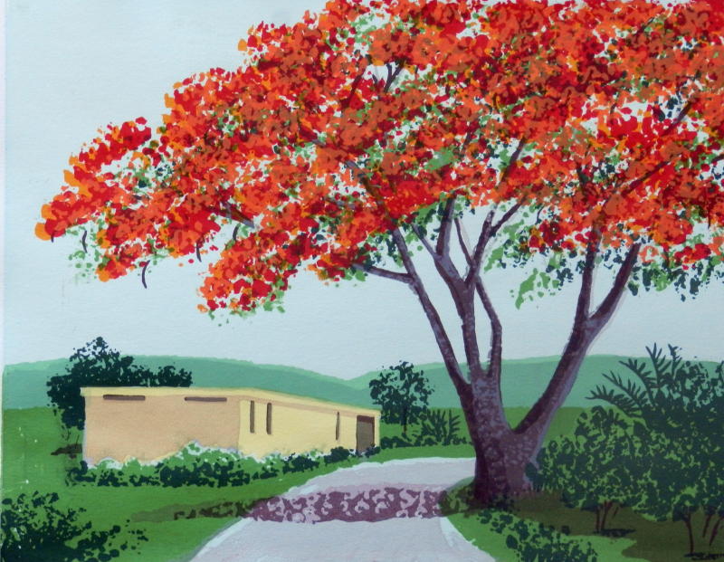 Flamboyan Tree, Puerto Rico.SS.JPG